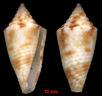 Conus stearnsii Conrad, 1869