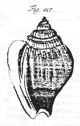 Laevistrombus turturella (Rding, 1798)