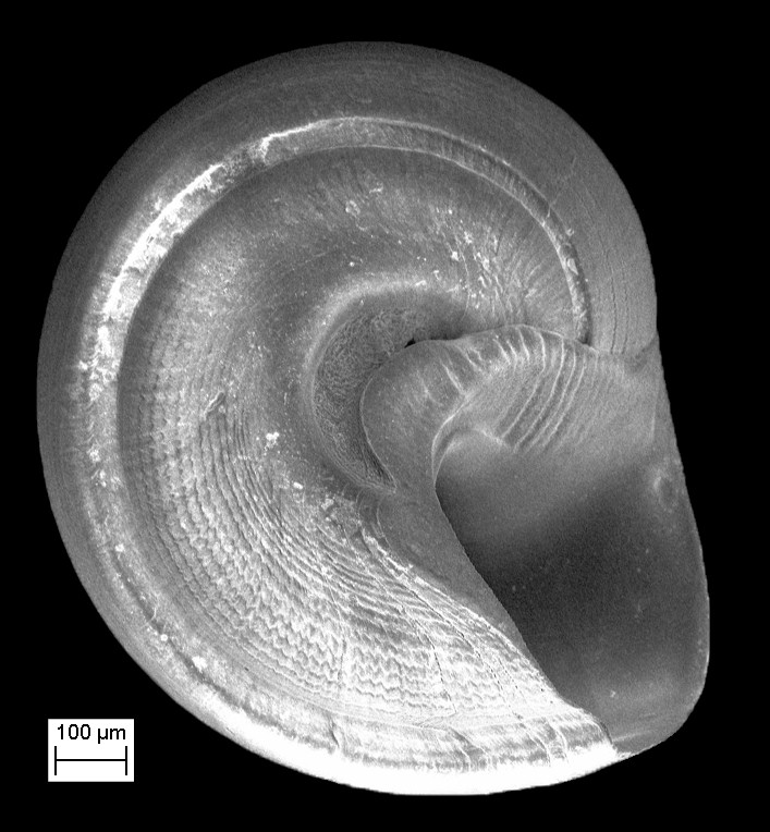 cf. Solariorbis schumoi (Vanatta, 1913)