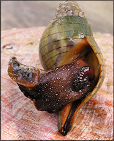 Cinctura hunteria (G. Perry, 1811) Eastern Banded Tulip