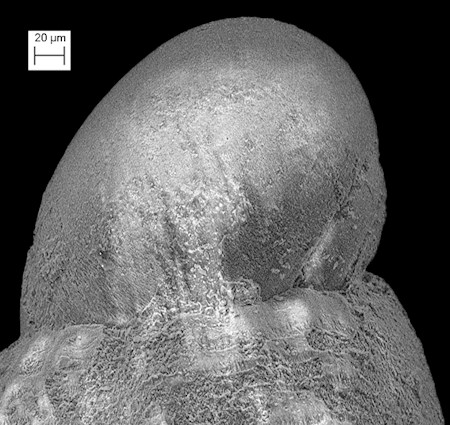 Careliopsis styliformis (Mrch, 1875) Needle Odostome