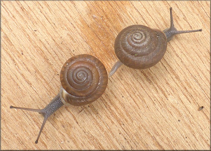 Triodopsis species "Florida Scrub Threetooth" Sinistral Specimen