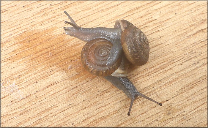 Triodopsis species "Florida Scrub Threetooth" Sinistral Specimen