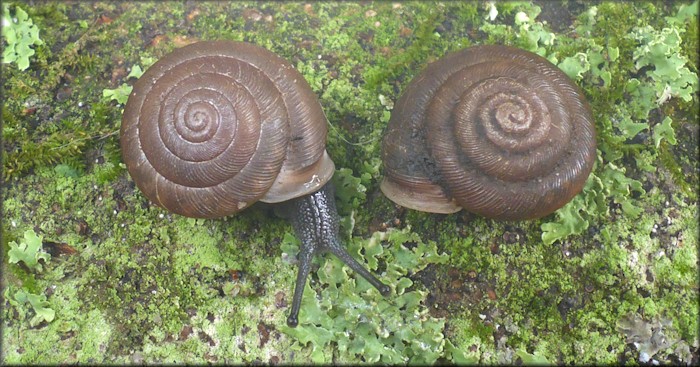 Triodopsis species "Florida Scrub Threetooth" Sinistral Specimen