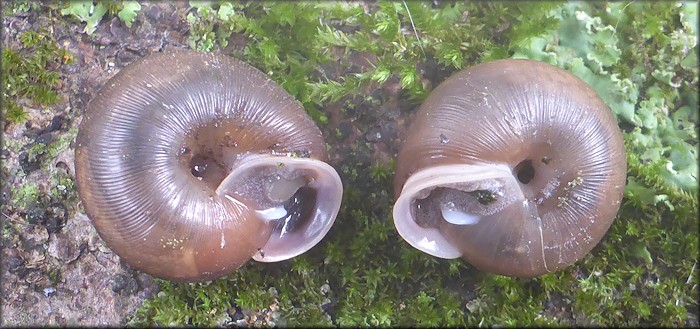 Triodopsis species "Florida Scrub Threetooth" Sinistral Specimen