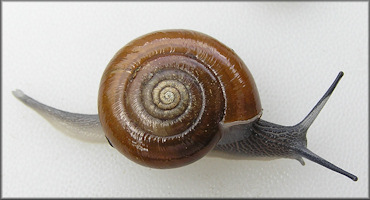 Mesomphix subplanus (A. Binney, 1842) Flat Button