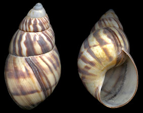 Orthalicus reses reses (Say, 1830) Stock Island Tree Snail