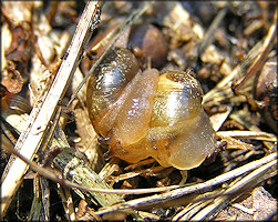 Succinea unicolor Tryon, 1866 Squatty Ambersnail Mating