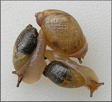 Succinea unicolor Tryon, 1866 Squatty Ambersnail