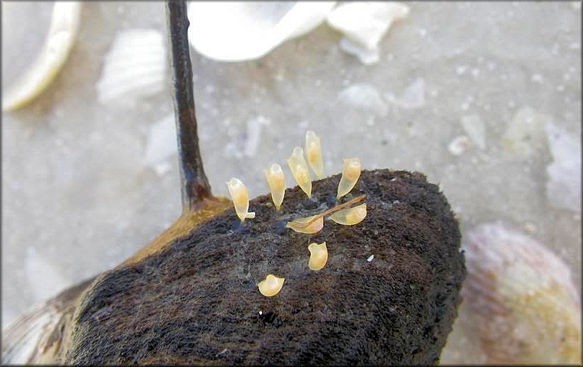 Eupleura sulcidentata Dall, 1890 Sharp-rib Drill Egg Capsules