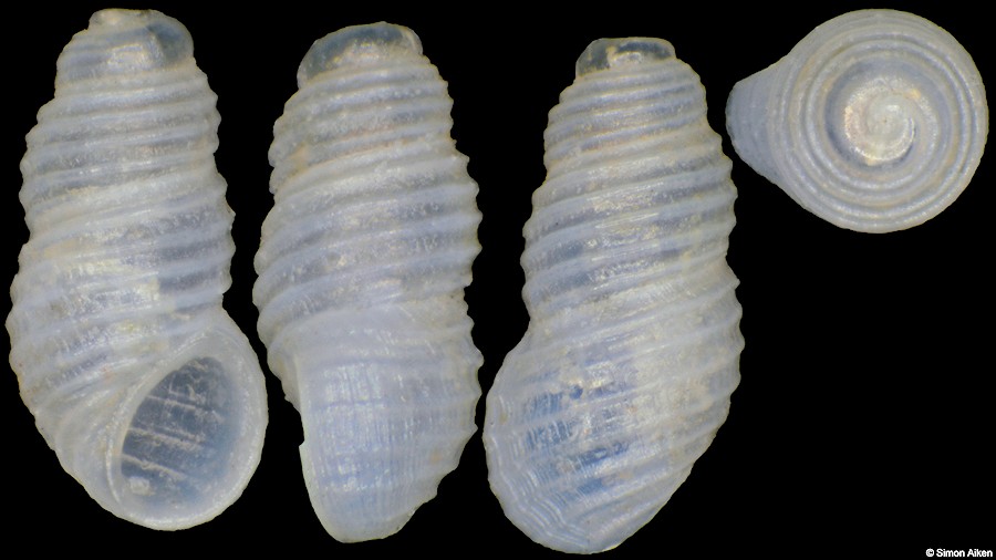 Liroceratia sulcata (Boettger, 1893)