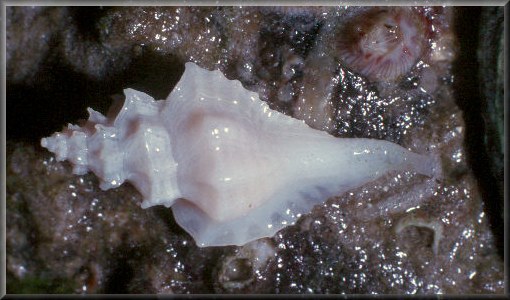 Eupleura sulcidentata Dall, 1890 Albino Specimen