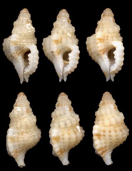 Distorsomina pusilla (Pease, 1861)