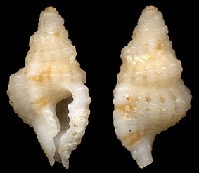 Distorsomina pusilla (Pease, 1861)