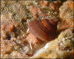 Calliostoma supragranosum Carpenter, 1864 Granulose Topsnail