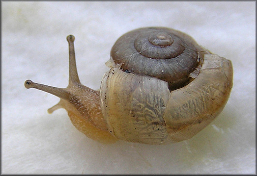 Bradybaena similaris (Frussac, 1821) A Damaged Shell Survivor