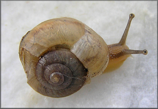 Bradybaena similaris (Frussac, 1821) A Damaged Shell Survivor