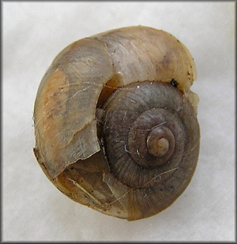 Bradybaena similaris (Frussac, 1821) A Damaged Shell Survivor