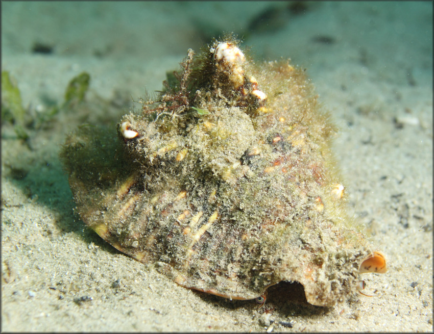 Lobatus raninus (Gmelin, 1791) Hawkwing Conch In Situ