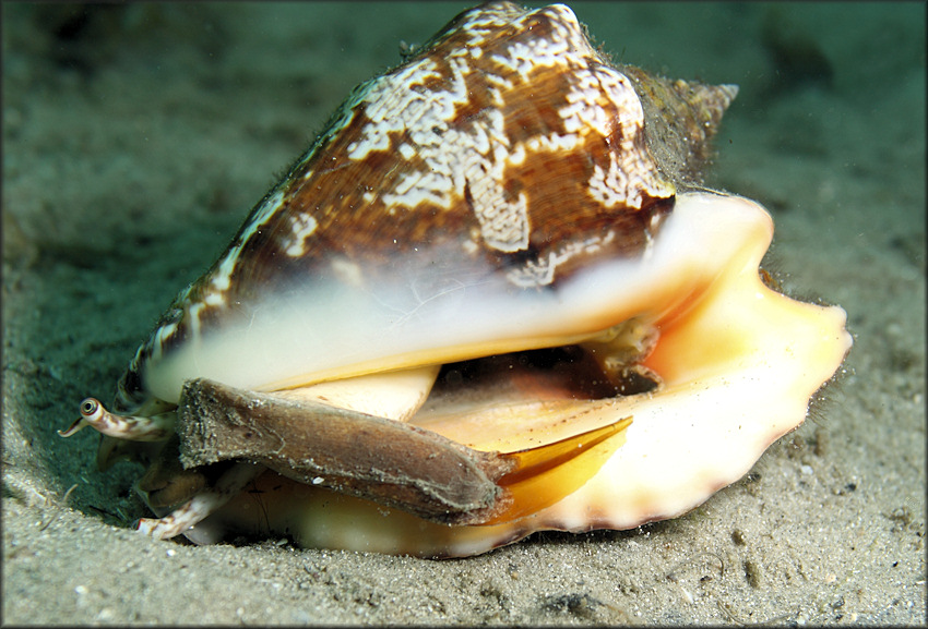 Lobatus raninus (Gmelin, 1791) Hawkwing Conch Living Animal