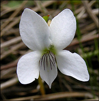 Sweet White Violet [Viola blanda]