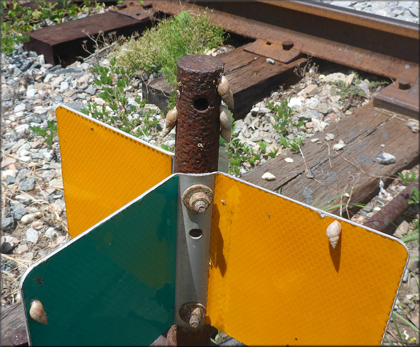 Bulimulus sporadicus Habitat At The CSX Transportation Railroad Crossing On Heckscher Drive (8/19/2016)