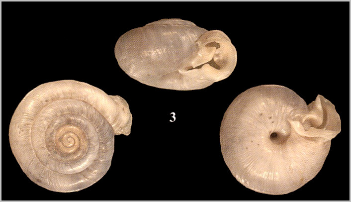 Daedalochila uvulifera (Shuttleworth, 1852) Syntype