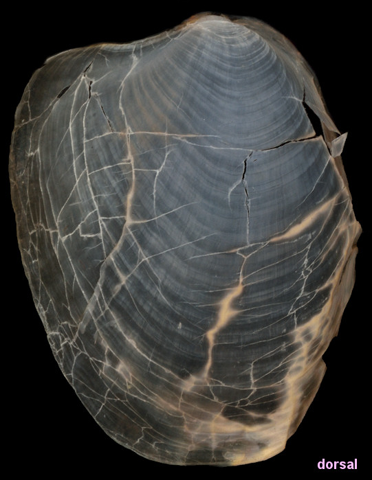 Syphonota geographica (A. Adams and Reeve, 1850)  Internal Shell
