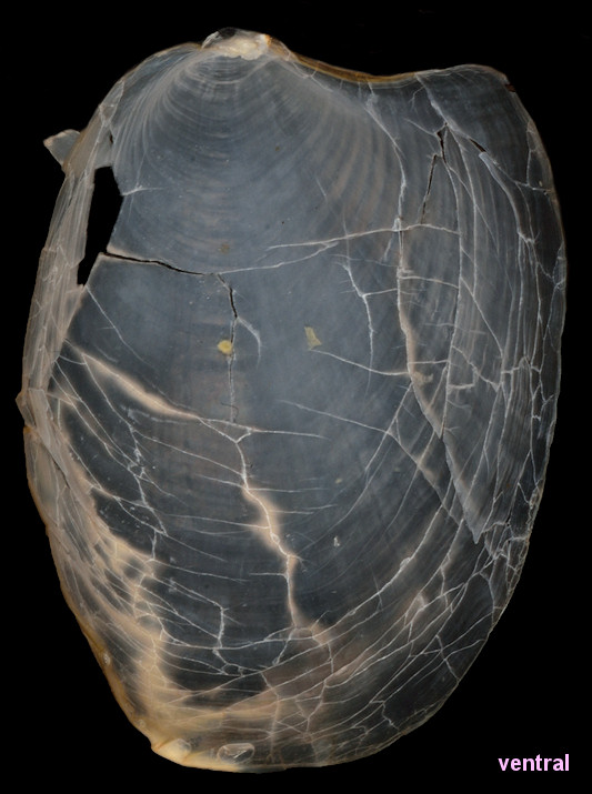 Syphonota geographica (A. Adams and Reeve, 1850)  Internal Shell