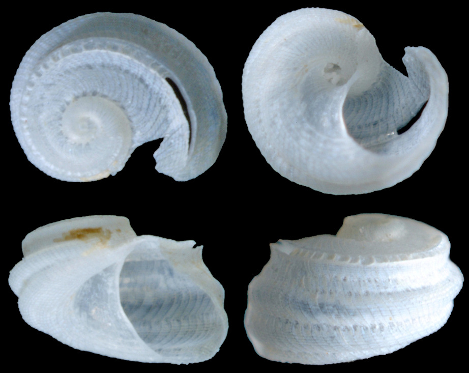 Sukashitrochus estotiensis Lozouet, 1999