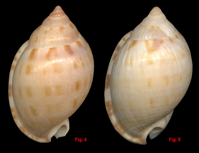 Semicassis granulata granulata (Born, 1778) form cicatricosa (Gmelin, 1791)