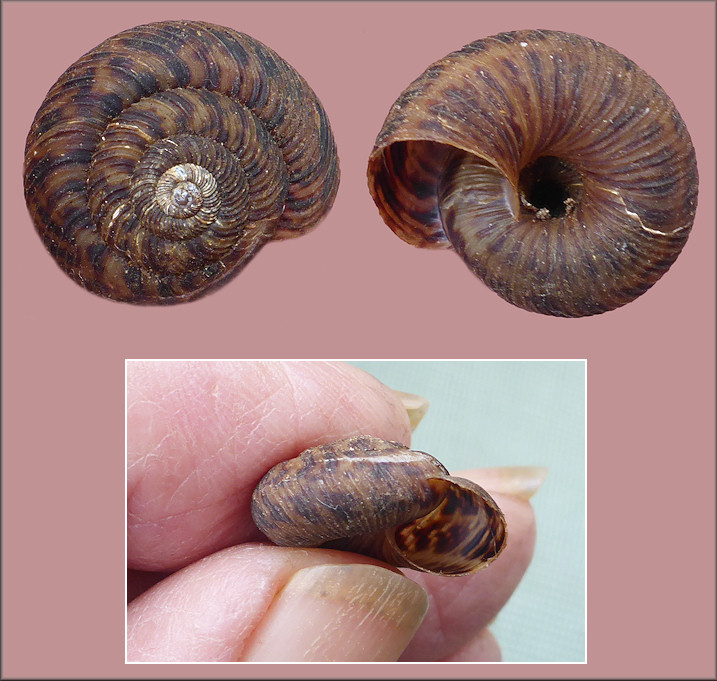 Anguispira strongylodes (L. Pfeiffer, 1854) Southeastern Tigersnail