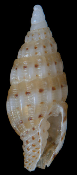 Vexillum plurinotatum (Hervier, 1897)