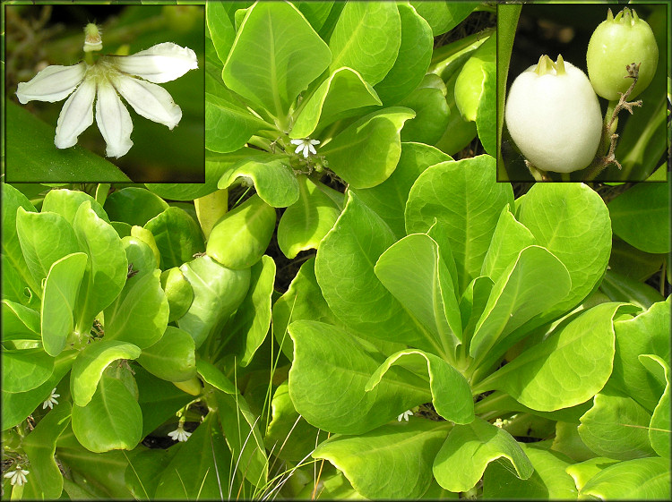 Scaevola taccada Beach Naupaka