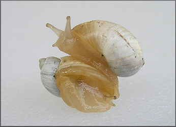 Succinea campestris Say, 1818 Crinkled Ambersnail