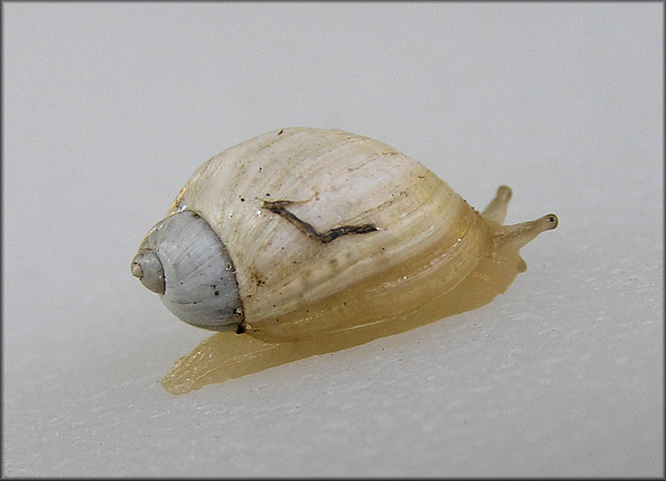 Succinea campestris Say, 1818 Crinkled Ambersnail