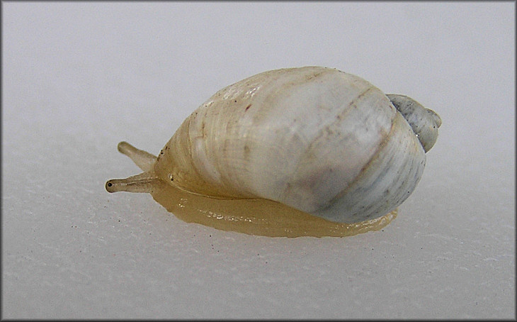 Succinea campestris Say, 1818 Crinkled Ambersnail