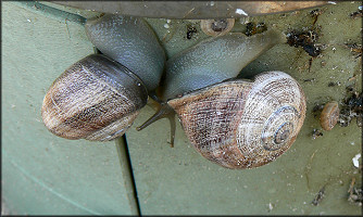 Otala punctata (Mller, 1774) In Situ (9/6/2006)