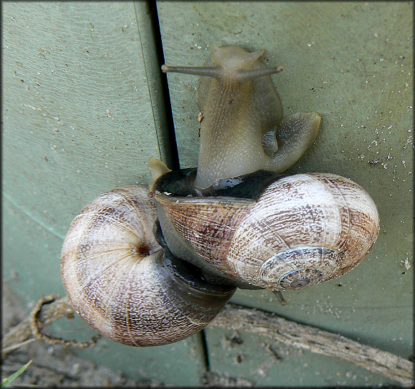 Otala punctata (Mller, 1774) In Situ (9/6/2006)