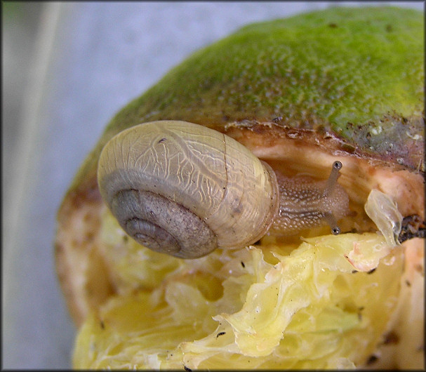 Bradybaena similaris (Frussac, 1821) Asian Tramp Snail