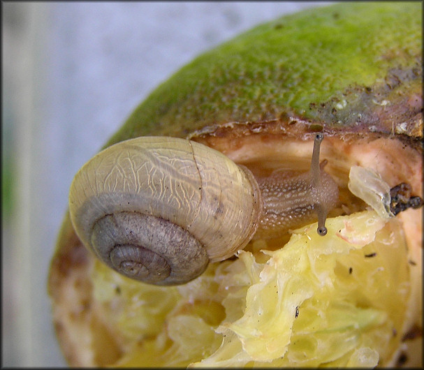 Bradybaena similaris (Frussac, 1821) Asian Tramp Snail