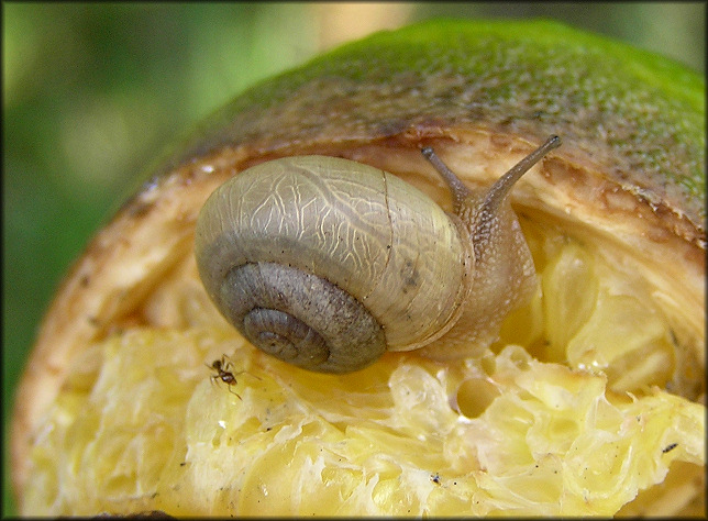 Bradybaena similaris (Frussac, 1821) Asian Tramp Snail