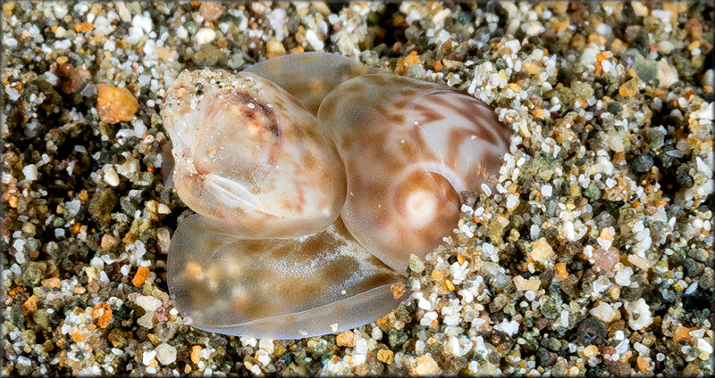 Tanea undulata (Rding, 1798) With Prey