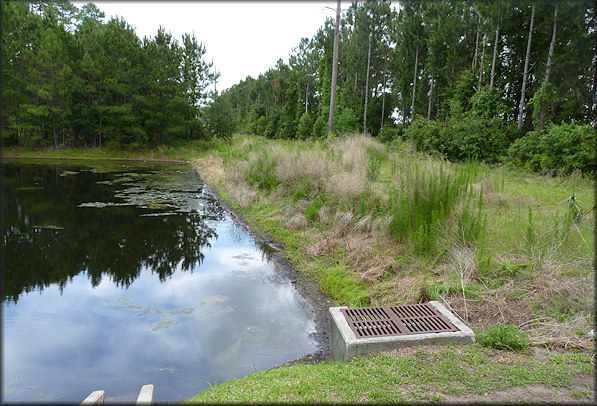 Daedalochila auriculata Plant Site Near St. Johns Bluff Road Before And After Construction