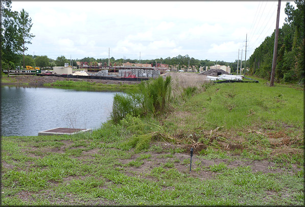 Daedalochila auriculata Plant Site Near St. Johns Bluff Road Before And After Construction