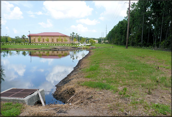 Daedalochila auriculata Plant Site Near St. Johns Bluff Road Before And After Construction