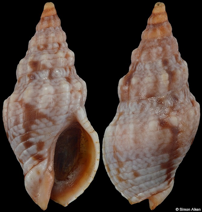 Iosepha tasmanica Tenison Woods, 1879