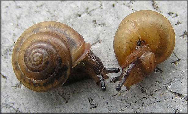 Praticolella mobiliana (I. Lea, 1841) Choctaw Scrubsnail