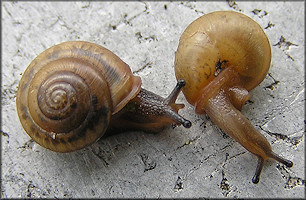 Praticolella mobiliana (I. Lea, 1841) Choctaw Scrubsnail