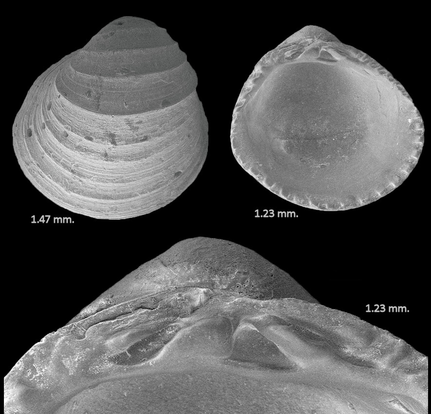 Taxocardia floridana Olsson and Harbison, 1953 Fossil